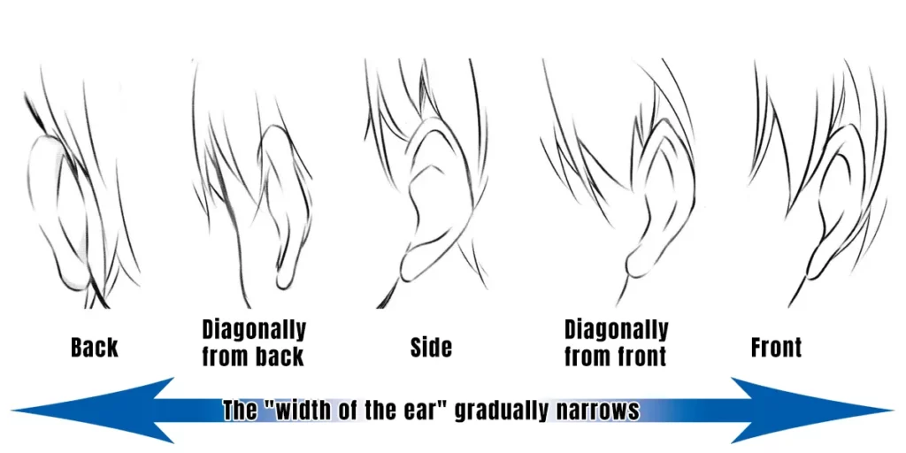 Drawing ears from different angles  Anime Art Magazine